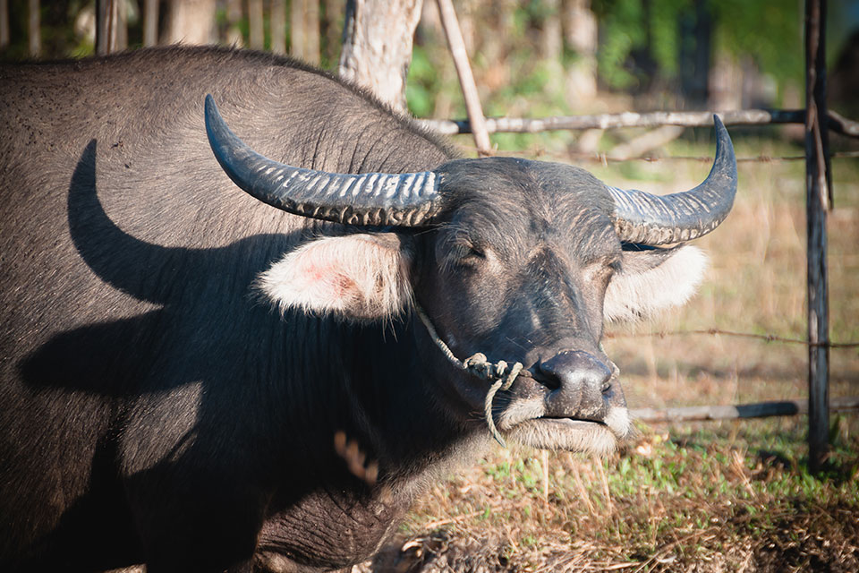 smiling-buffalo--laos-ecotourism2
